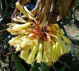 Aloe capitata