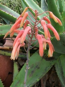 Aloe chabaudii