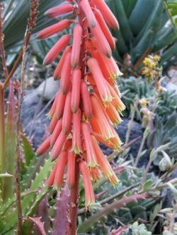 Aloe dorotheae