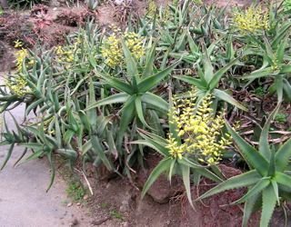 Aloe hildebrantii