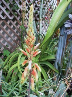 Aloe cremnophila