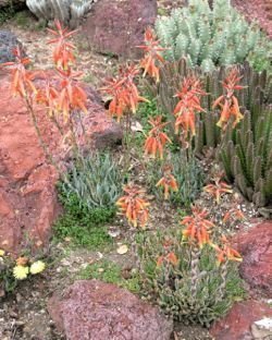 aloe humilsi