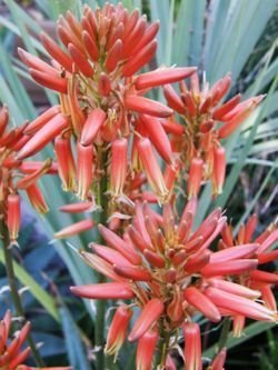 Aloe hereoensis