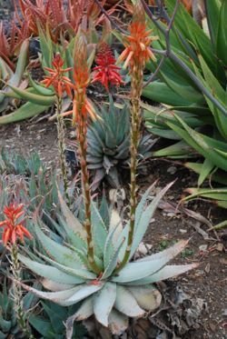 Aloe glauca