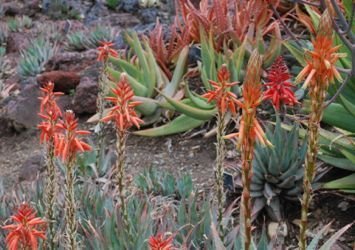 Aloe glauca more