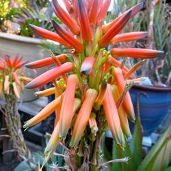 Aloe lineata