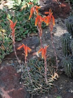 Aloe humilis