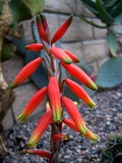 aloe humilis mine