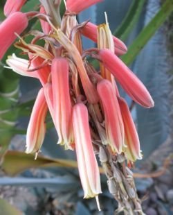 Aloe littoralis