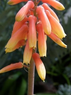 Aloe ellenbeckii flowers