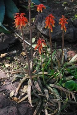 Aloe ellenbeckii