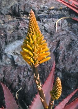 Aloe Goldilocks