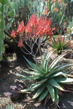 Aloe percrassa