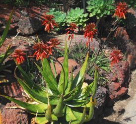 Aloe harlana