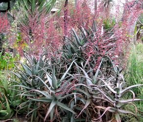 Aloe divaricata