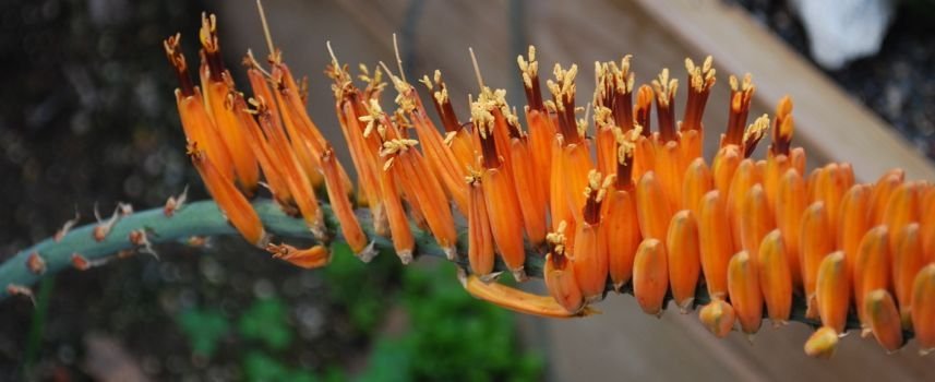 Aloe ortholopha