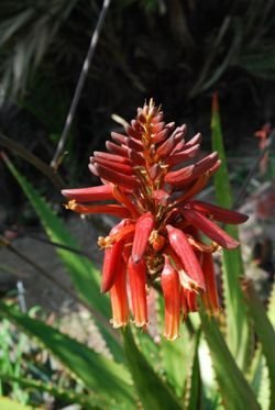 Aloe harlana flower