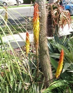 Aloe aculeata