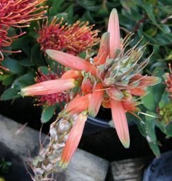 Aloe pratensis