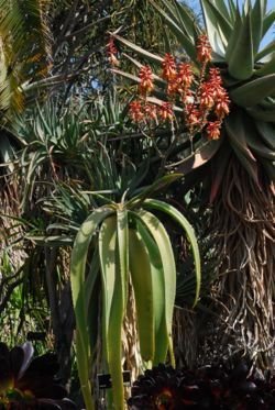 Aloe sabaea