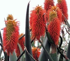 Aloe rupestris flowers