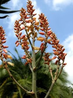 Aloe sabaea closest