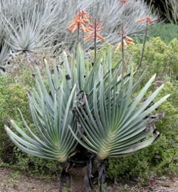 Aloe plicatilis