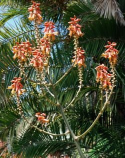 Aloe sabaea closer