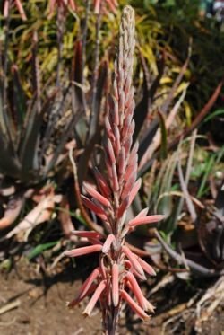 Aloe trichosantha flower