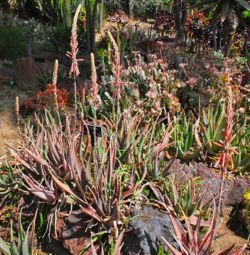 Aloe trichosantha in bloom