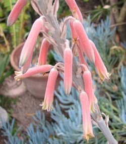 Aloe pubescens