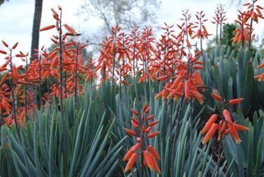 Aloe plicatilis flowers