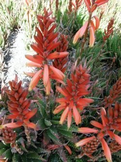 Aloe virens