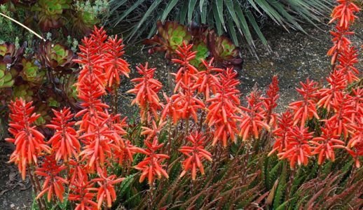 Aloe virens mass