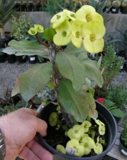 Euphorbia milli yellow