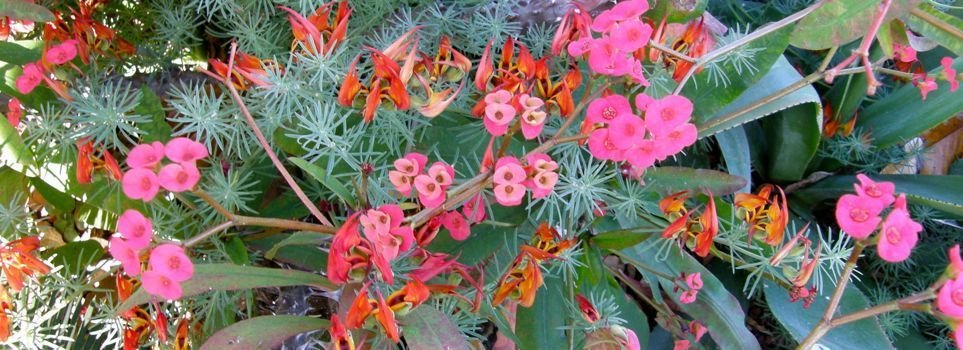 Euphorbia milii