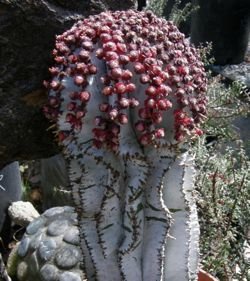 snowflake polygona