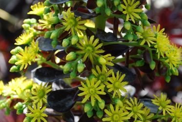 Aeonium closer