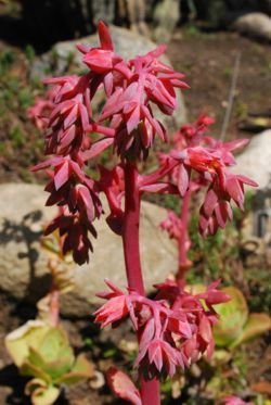 Echeveria pallida flowre