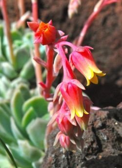 Echeveria elegans flower