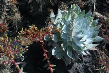 Dudleya brittonii