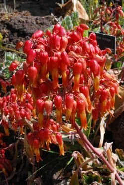 Kalanchoe mortagei