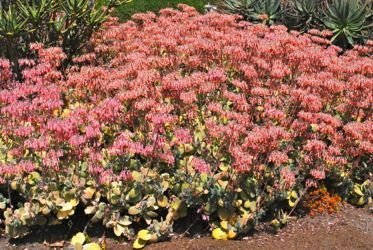 Kalanchoe in bloom