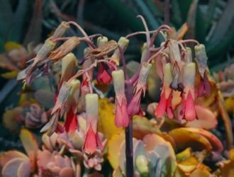 Kalanchoe wulpendorfii