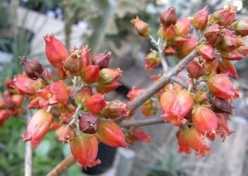 Kalanchoe bracteata