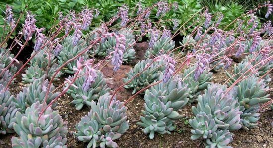 Pachyphytum hybrid