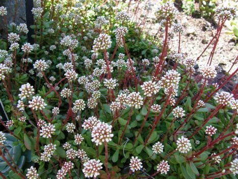 Crassula pubescens ssp radicans