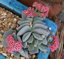 Crassula Morgans Beauty