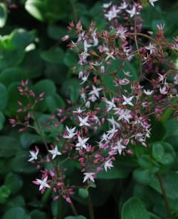 Crassula multicava