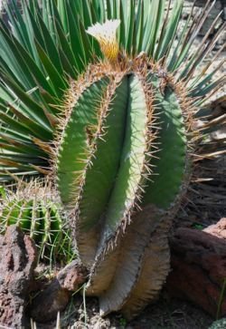 Astrophytum ornatum